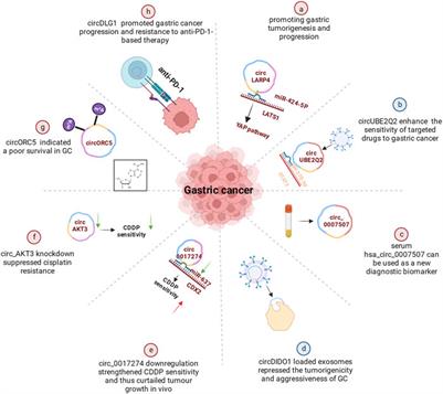 Circular RNAs as diagnostic biomarkers for gastric cancer: A comprehensive update from emerging functions to clinical significances